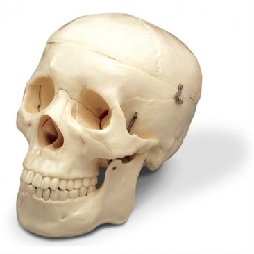 Budget Life-Size Human Skull CS-20