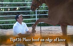Equine Massage for performance horses by Real Bodywork
