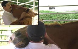 Equine Massage for performance horses by Real Bodywork