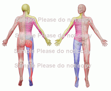 3D Body Chart Image: Dermatome with Skeleton