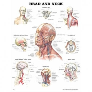 Head and Neck Anatomical Chart