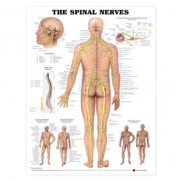 The Spinal Nerves Anatomical Chart
