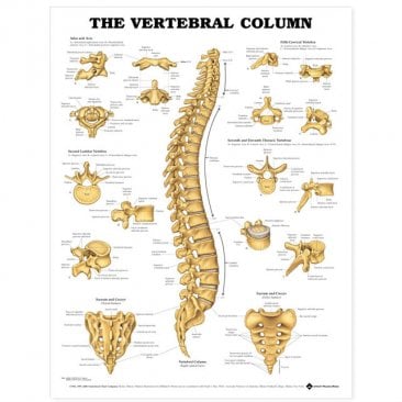 The Vertebral Column Anatomical Chart