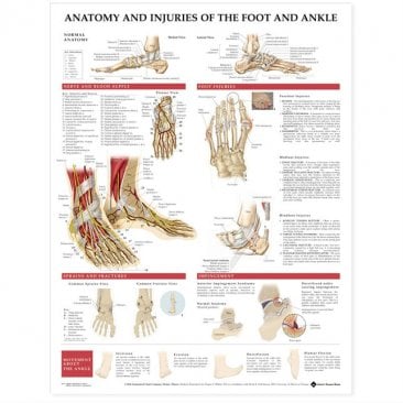 Anatomy and Injuries of the Foot and Ankle
