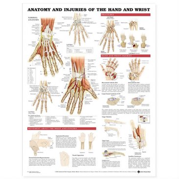 Anatomy and Injuries of the Hand and Wrist Anatomical Chart