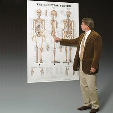 The Skeletal System Giant Chart 
