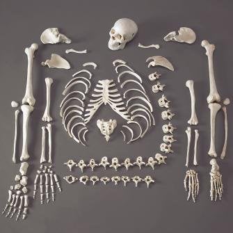 Full Disarticulated Budget Skeleton With Skull - CHA5-1 - (life size skeleton)