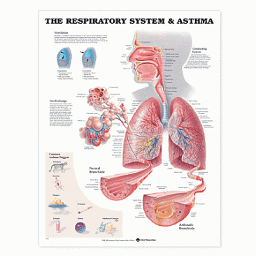 The Respiratory System Anatomical Chart