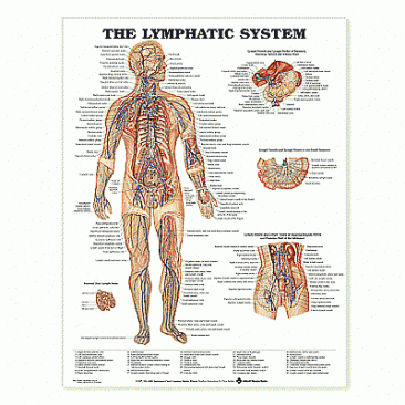 The Lymphatic System Anatomical Chart