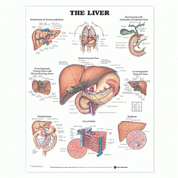 The Liver Anatomical Chart