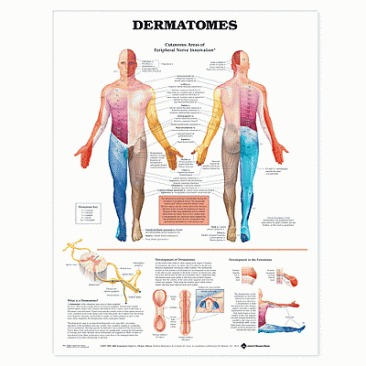 Dermatomes Anatomical Chart