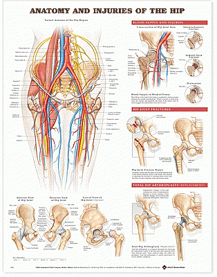 Anatomy and Injuries of the Hip Anatomical Chart