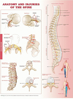 Anatomy and Injuries of the Spine