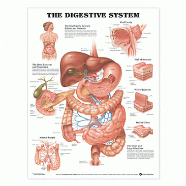 The Digestive System Anatomical Chart