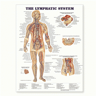 The Lymphatic System Anatomical Chart (9781587790256)