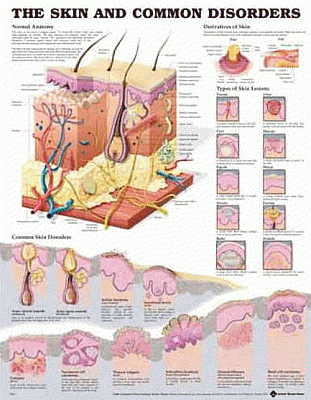 The Skin and Common Disorders Anatomical Chart. Edition Second