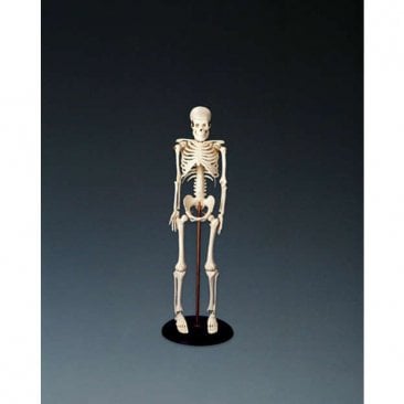 My First Skeleton (Tiny Tim) - CMS1