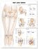 Hip and Knee Anatomical Chart. Edition Second