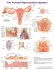 The Female Reproductive System Anatomical Chart. Edition Second