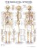 The Skeletal System Anatomical Chart. Edition Second