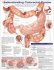 Understanding Colorectal  Cancer Anatomical Chart. Edition Second