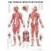 Female Muscular System,Anatomical Chart,Flexible Laminated,ISBN 9781587795657