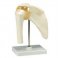 Functional Shoulder Joint Model - Right - A80