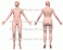 3D Body Chart Image: Dermatome with Skeleton
