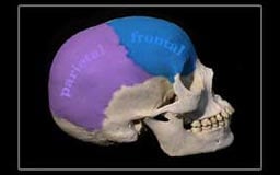 Cranial-sacral Therapy DVD by Real Bodywork