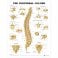 The Vertebral Column Anatomical Chart