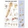 Shoulder and Elbow Anatomical Chart - ISBN 9781587797552