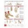Anatomy and Injuries of the Foot and Ankle