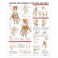 Anatomy and Injuries of the Hand and Wrist Anatomical Chart