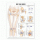 Hip and Knee Anatomical Chart, 2nd Edition