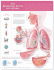 The Respiratory System and Asthma Anatomical Chart, 2nd Edition