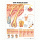 The Human Hair Anatomical Chart