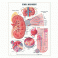 The Kidney Anatomical Chart