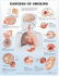 Dangers of Smoking Anatomical Chart