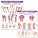 Trigger Point Chart Set 2nd Edition: Torso and Extremities - Laminated ISBN 9780781773072