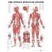 Female Muscular System,Anatomical Chart,Flexible Laminated,ISBN 9781587795657