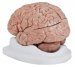 Budget Brain With Arteries Model - C20C