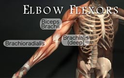 Orthopedic Assessment of the Upper Body by Real Bodywork