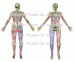 3D Body Chart Image: Dermatome with Skeleton