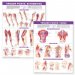 Trigger Point Chart Set: Torso & Extremities  Lam. Edition Second