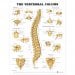 The Vertebral Column Anatomical Chart