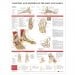 Anatomy and Injuries of the Foot and Ankle