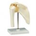 Functional Shoulder Joint Model - Right - A80
