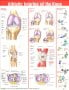 Athletic Injuries of the Knee Anatomical Chart