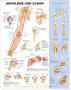 Shoulder and Elbow Anatomical Chart - ISBN 9781587797545