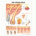 The Human Hair Anatomical Chart